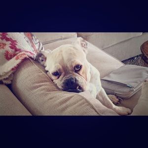 Everything is from a pet loving home:)